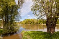 bomen langs een rivier in de zomer