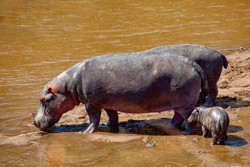 Nilpferd m. Kleinem von Peter Michel