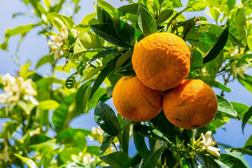 Three ripe orange fruits hanging on green orange tree by adventure-photos