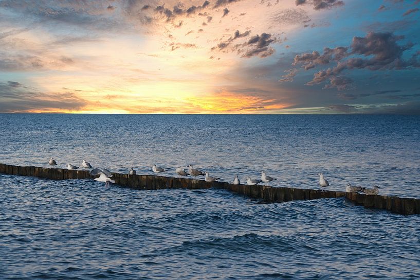 Mouettes sur un épi au bord de la mer Baltique. par Martin Köbsch