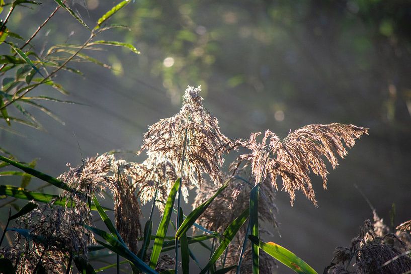 Sonnenschein von Michael van Eijk