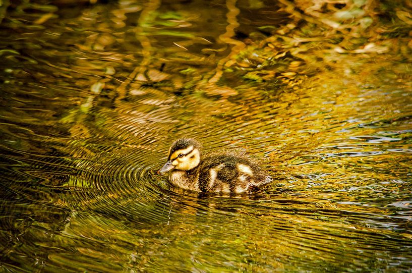 Junge Stadtente von Frans Blok - Fotos, Kunst und weitere Wanddekoration