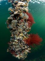 Herbstliche Farben auf dem Pumpwerk Dreischor