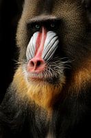 Mandrill Affe