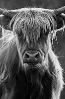 Schottischer Highlander schwarz, weiß