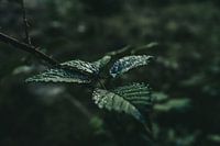 Tropfen der Natur: Nahaufnahme von regenbesprühten Blättern