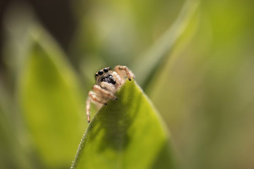 Springspin, schau mir in die Augen von JacQ