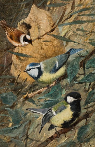 Wilhelm Kuhnert, Drei Kohlmeisen von Atelier Liesjes