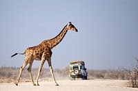 Giraffe steekt de weg over nadat safari auto is gepasseerd