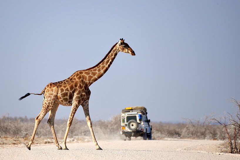 Giraffe steekt de weg over nadat safari auto is gepasseerd von Arjen van den Broek