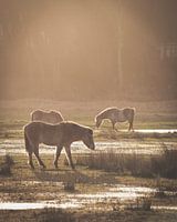 Les chevaux au coucher du soleil