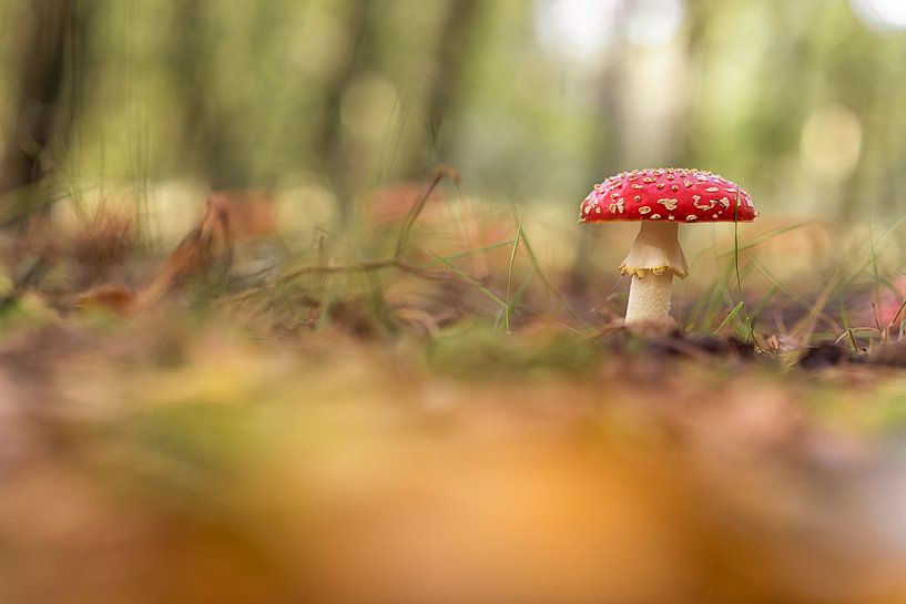 Autumn colors. Mushroom. by Robinotof