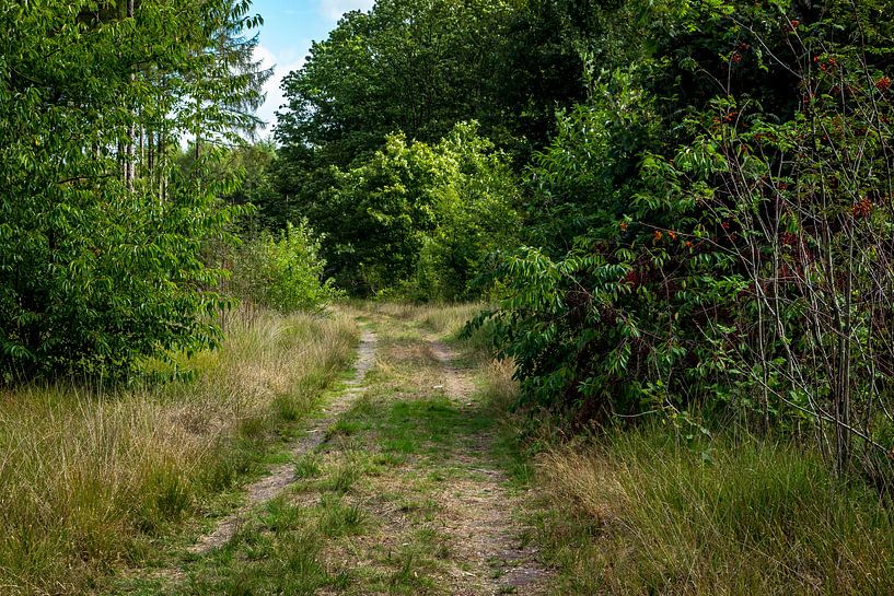 Forest Trail Drents Friese würde von Jaap Mulder
