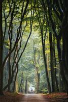 Marcher dans la forêt sombre