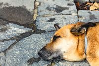 Rest of the heirloom dog