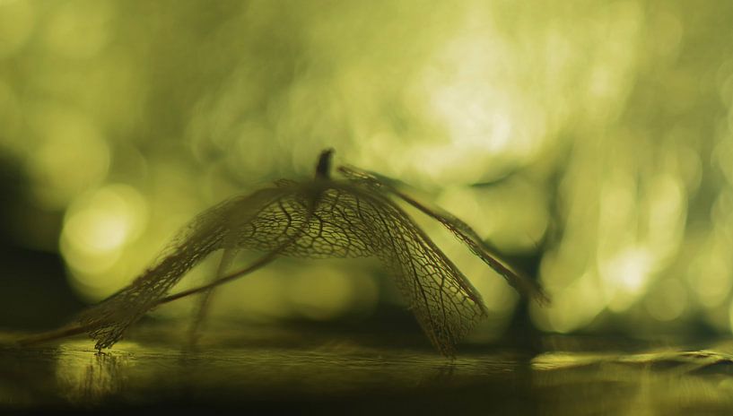 Dance, dance, dance! by ArtelierGerdah