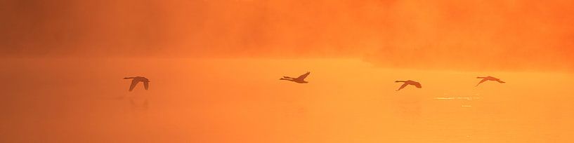 Quartett von Harro Jansz