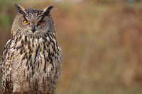 Hartgesottene Eule