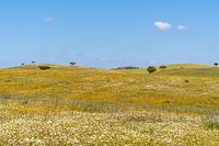 Bloemenvallei in de Algarve | bloemen | lente | groen