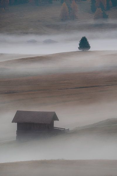 Foggy morning by Markus Albert