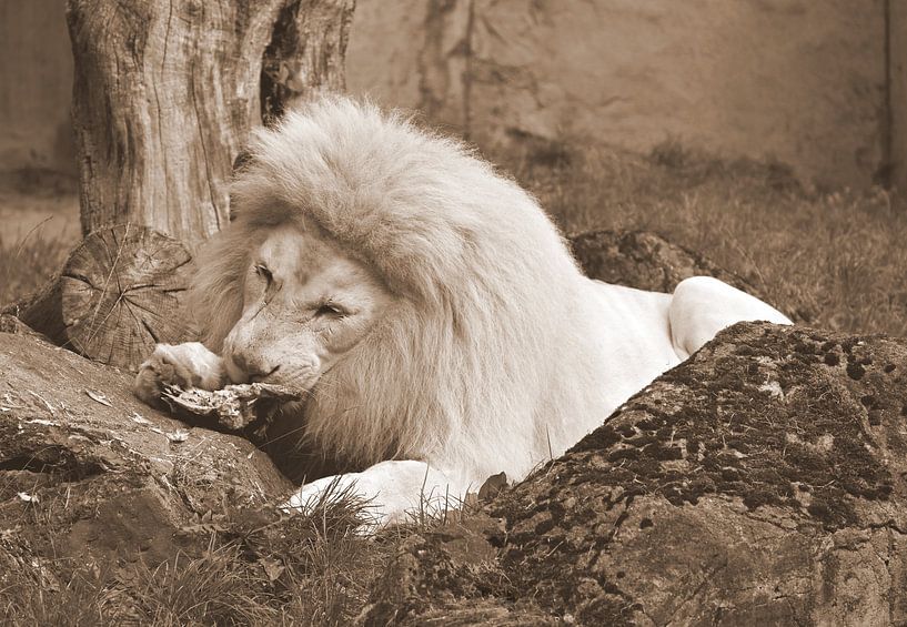 Weißer Löwe in Sepia. von Jose Lok