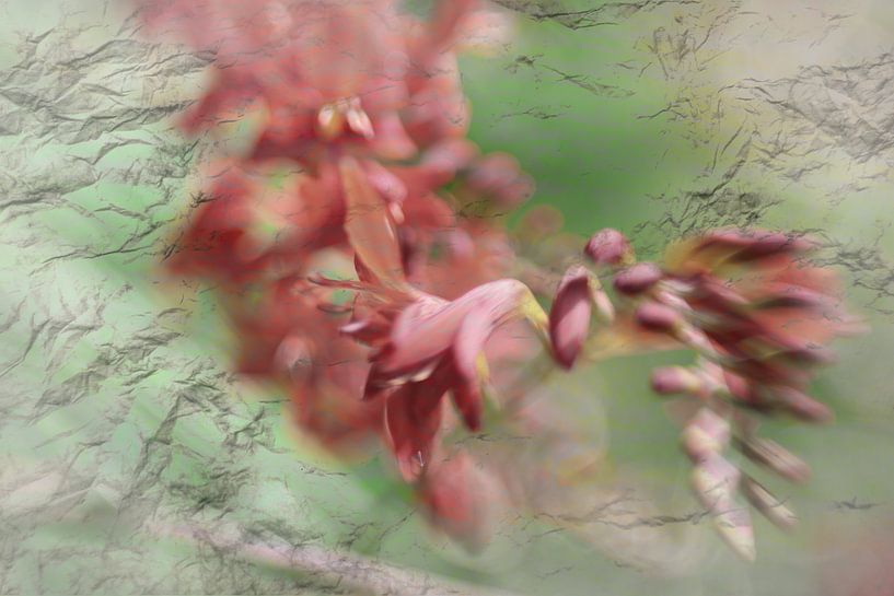 Montbretia von Raymond Schoofs