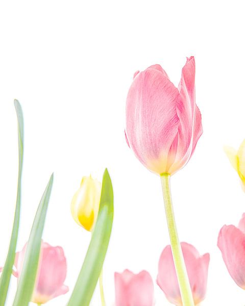 Tulipes par Nicky Kapel