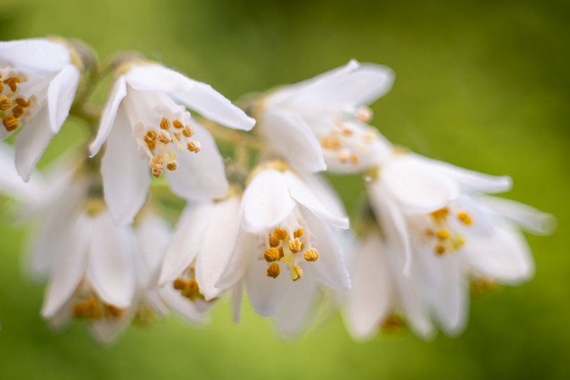 Philadelphus par Orangefield-images