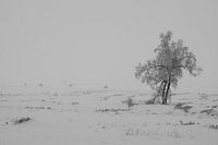 Lonely tree in the snow