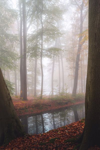 Autumn forest in the fog by Isa V