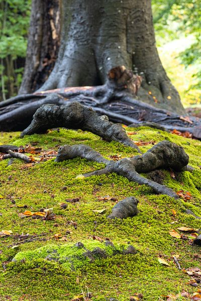 From root to tree, the power of nature by Bram Lubbers