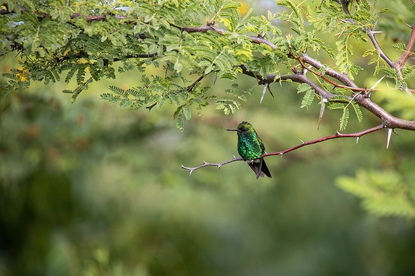 Groene kolibrie met omgeving. van Janny Beimers