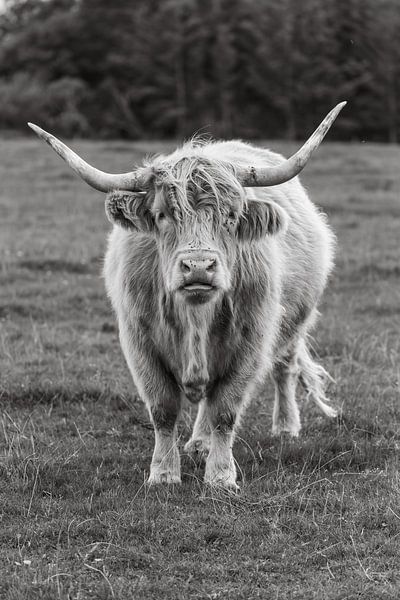 Schottischer Highlander von Menno Schaefer
