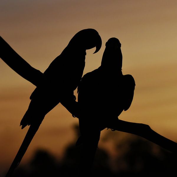 Macaws in silhouette against an evening sky by Rini Kools