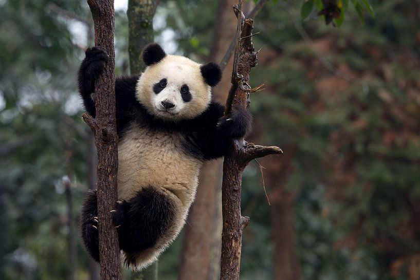 Reaching the Top by Alessandro Catta