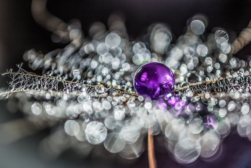 Fluff with purple drip by Bert Nijholt