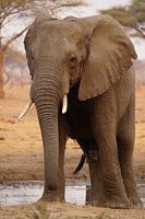 Wilde olifant
