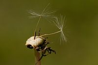 Two pappus of dandelion