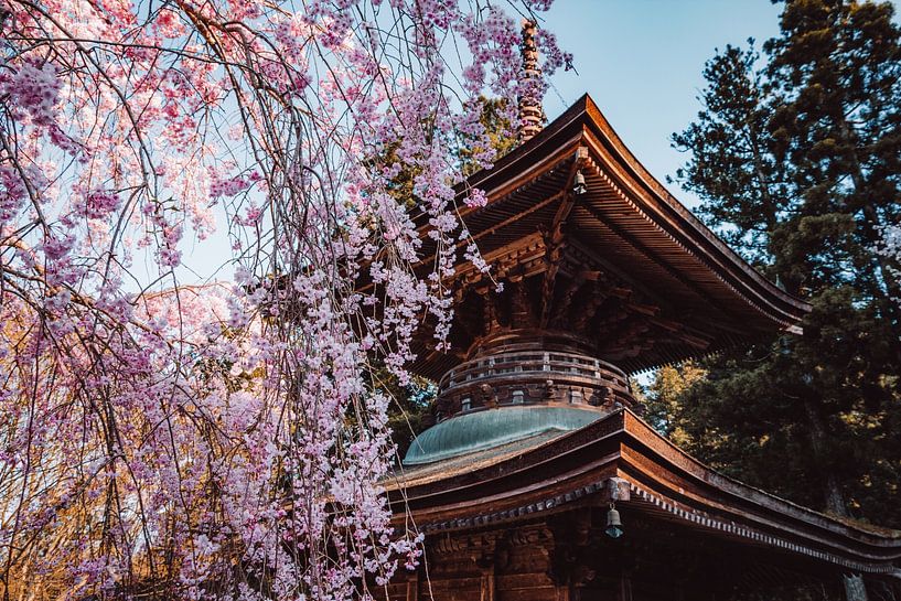 Pagode à la fleur de cerisier au Japon par Expeditie Aardbol