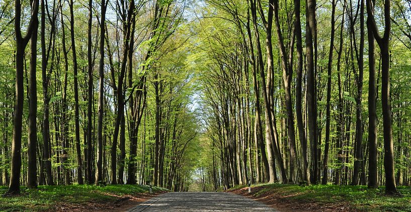 Cobbled street near Klein Stresow on the island of Rügen by GH Foto & Artdesign