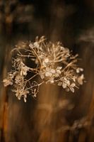 Dried hydrangea