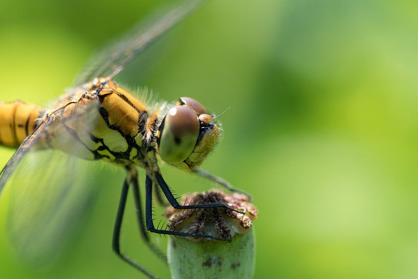 Blood red heidelibel on poppy seed pellet by Ivonne Fuhren- van de Kerkhof