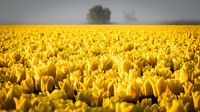 Geel tulpenveld in de ochtendnevel