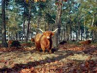 Highlander écossais