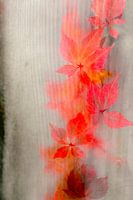 Doppelbelichtung einer Kletterpflanze im Herbst. Zum Beispiel als gerahmtes Foto oder auf Leinwand.