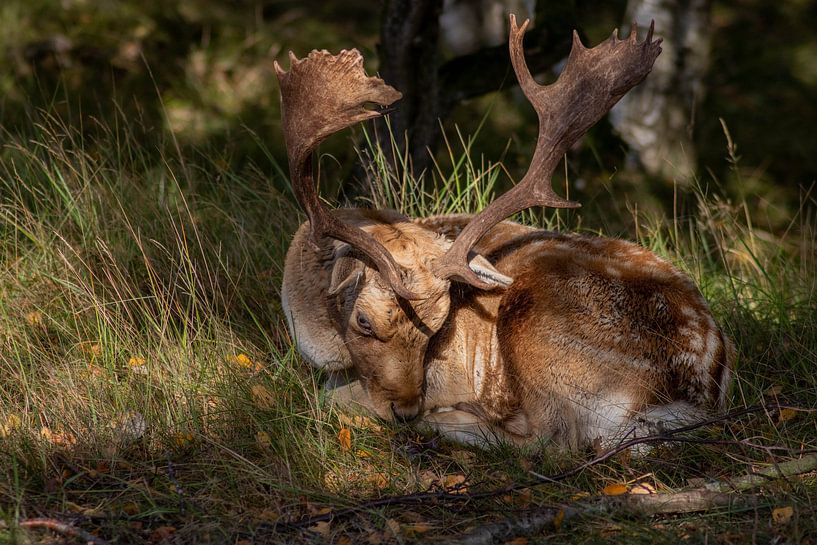 Schöne Fotografie von Tieren in den Niederlanden von Chérise Smeets