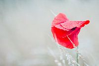 Coquelicot solitaire