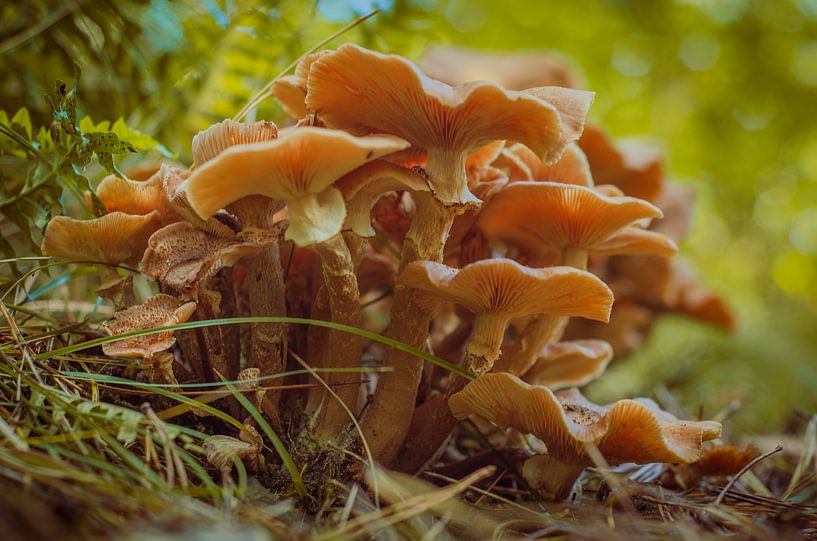 A family of mushrooms by Stephan Bauer