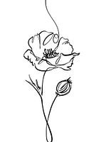 Poppy Line Drawing