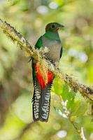 Seltener Vogel: Quetzal - stehendes Bild